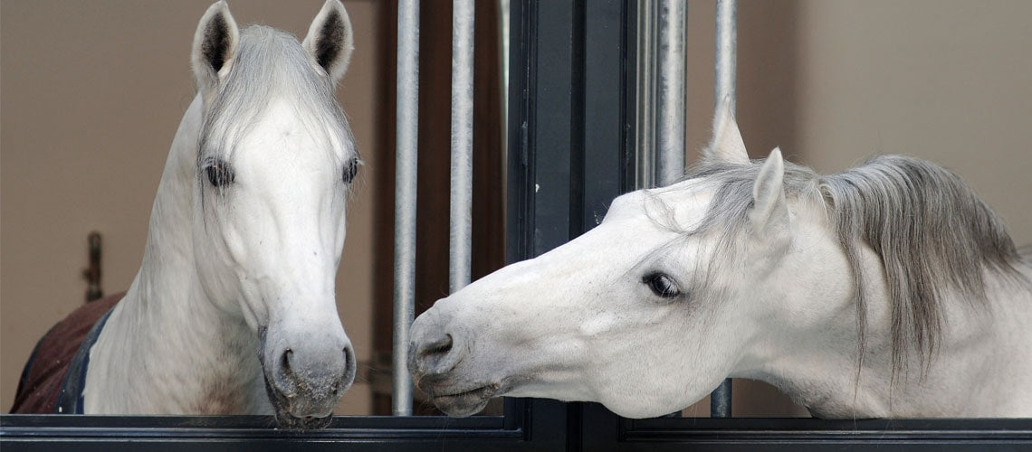 Spanish Riding School